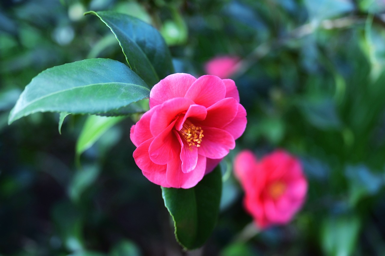 겨울에 피어 봄까지 피는 동백꽃