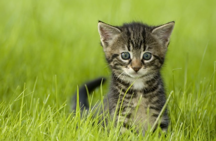 풀숲에 있는 새끼 고양이.