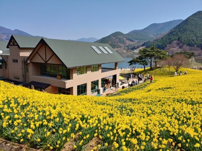 치즈랜드 4월 수선화 여행 총정리(입장료, 운영, 맛집, 교통)사진