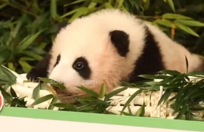 푸바오 중국 실시간 영상, 최근 소식