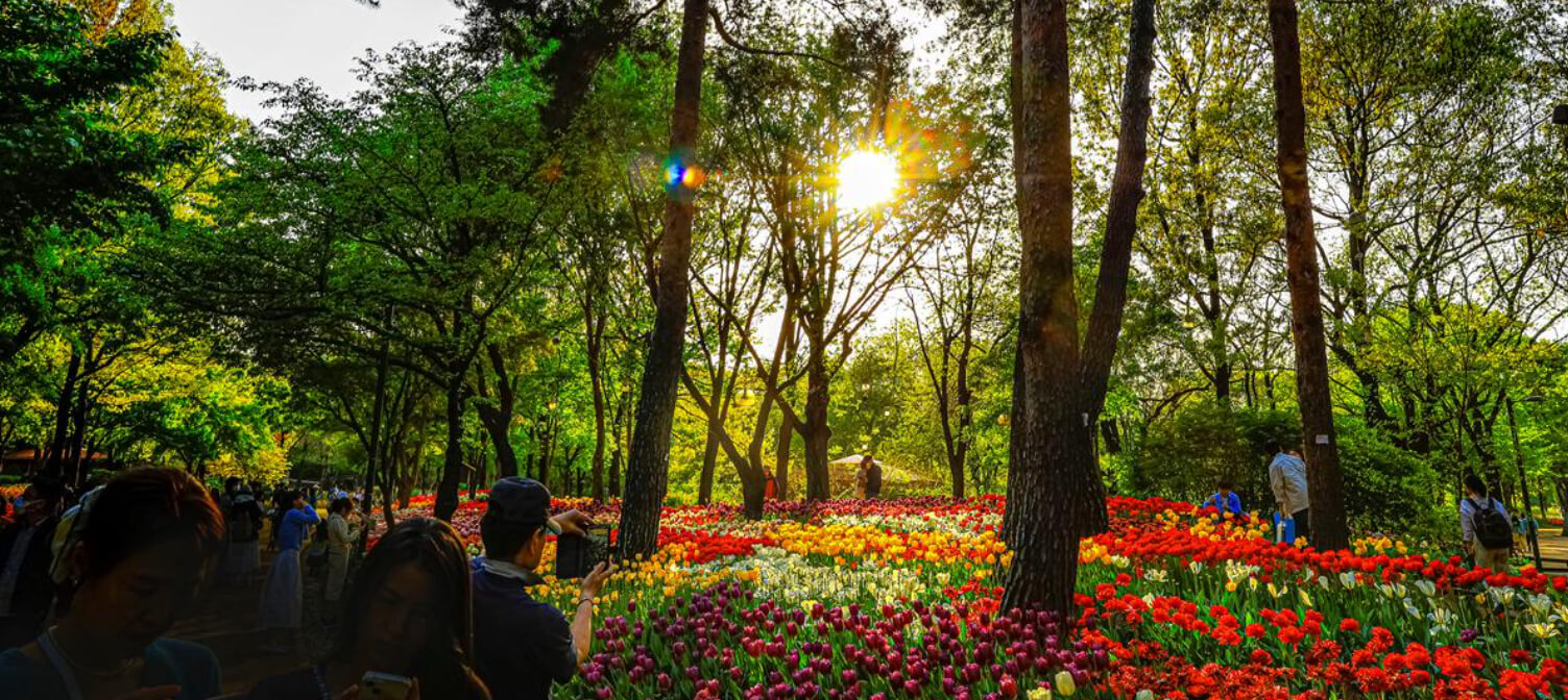 서울숲 튤립