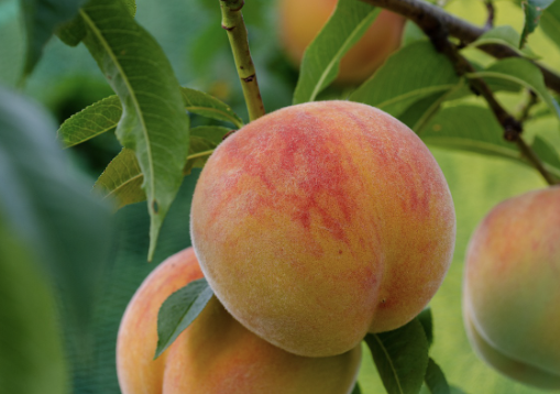 복숭아 보관방법 33