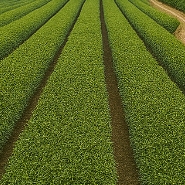 말차 녹차 차이