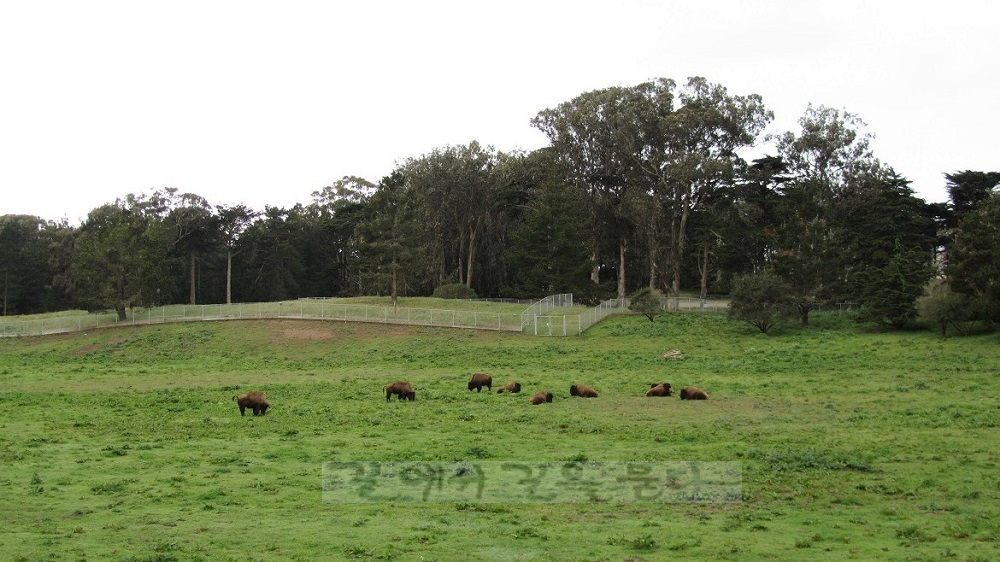 금문공원(Golden Gate Park)버팔로(buffalo)