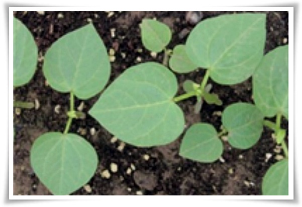 텃밭 "6월, 팥을 심어보세요!" 팥 한 줄 심고 건강과 행복은 두 배로!