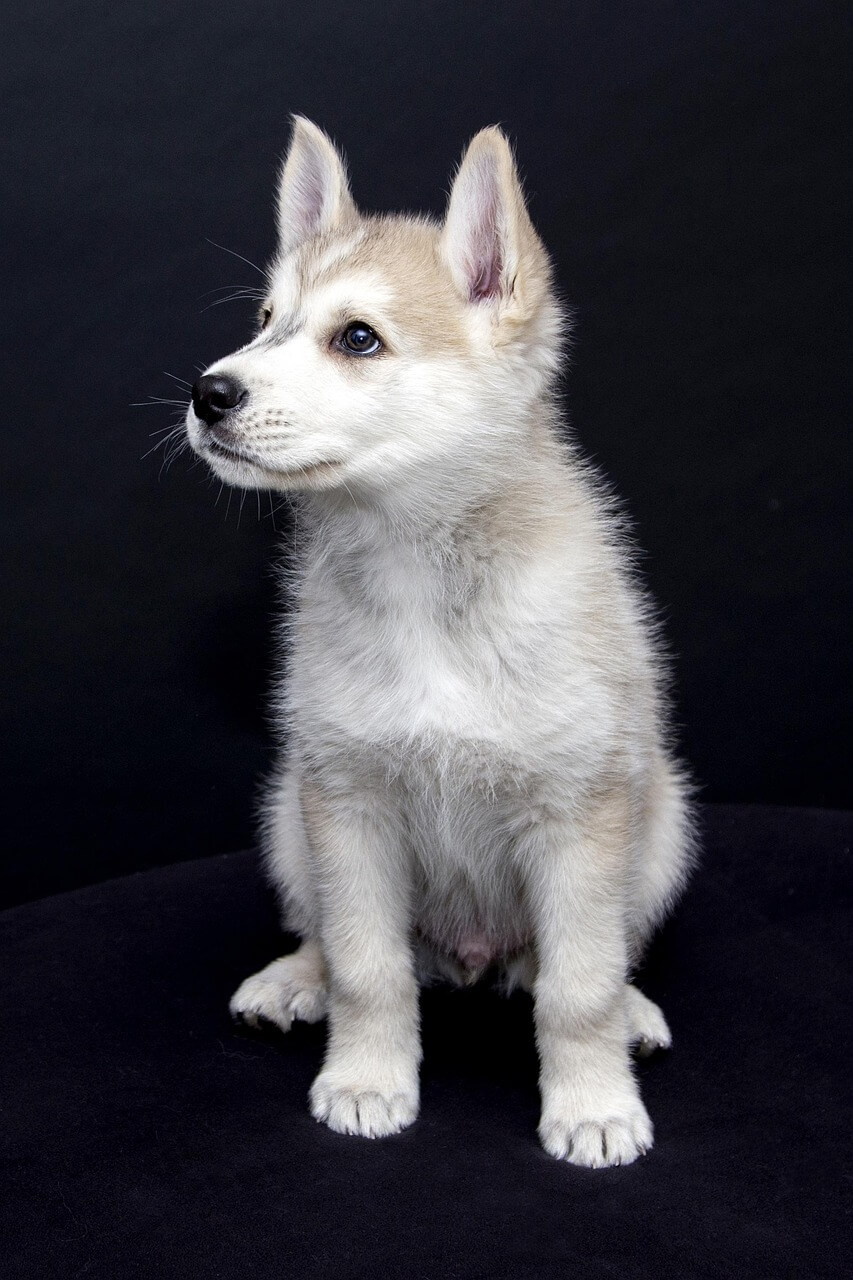 The Psychological State of a Dog When It Tucks Its Tail Between Its Legs - 강아지가 꼬리를 숨기는 심리상태