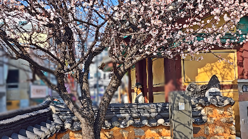 동헌 입구 매화나무