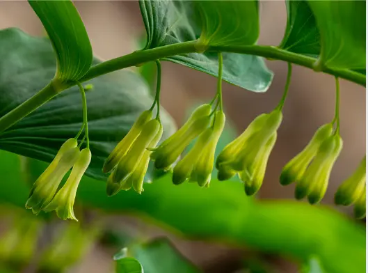 둥굴레 효능과 부작용, 먹는 방법