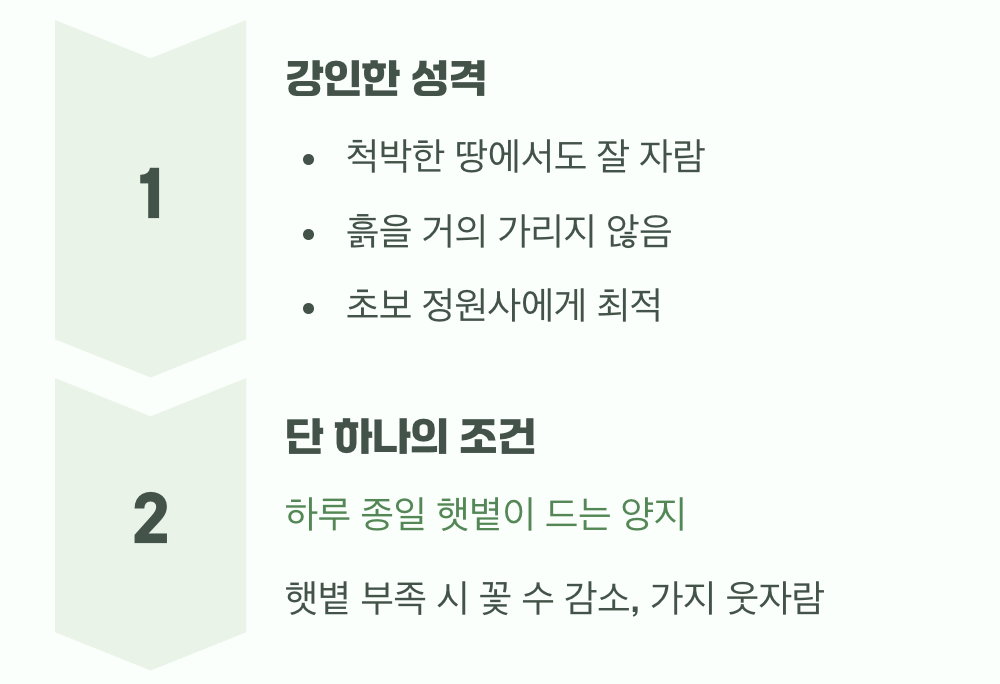 비결 1. 햇볕만 있다면 어디든 좋아요