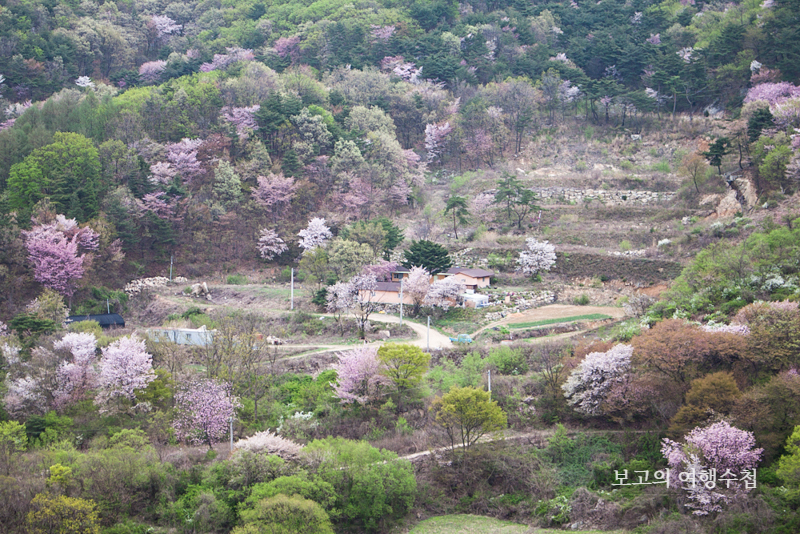 금산 보곡산골 산벚꽃 풍경