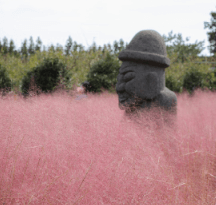 제주도 휴애리 자연생활공원 핑크뮬리 축제 9월 가을여행지 가볼만한 곳 감귤체험