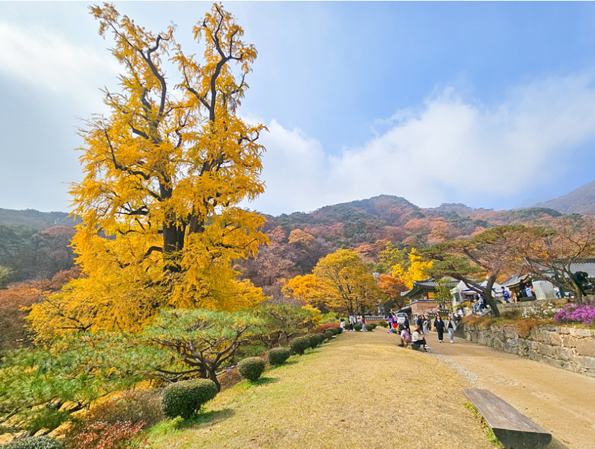 용문사 은행나무