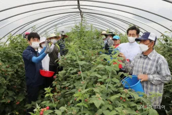 블랙라즈베리 재배 순 지르기 지지대 관리 겨울 보온_3