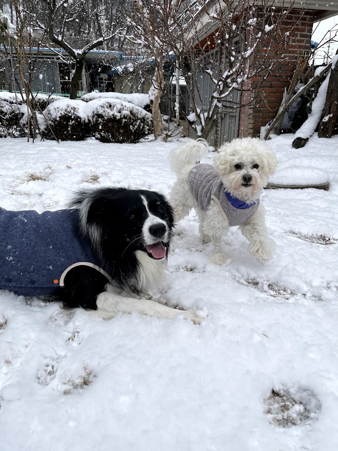 반려견 겨울