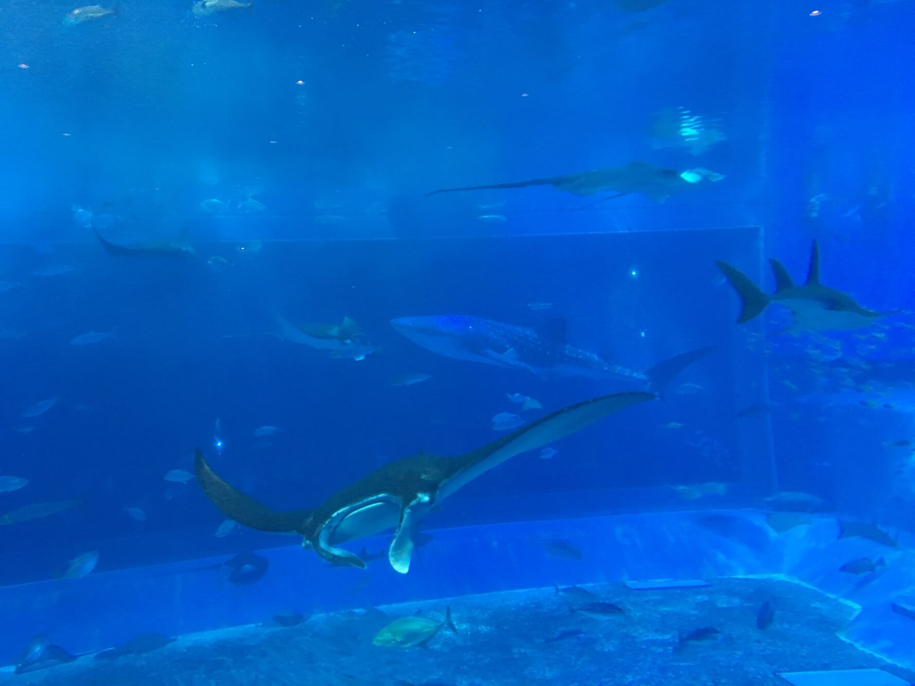 츄라우미 수족관