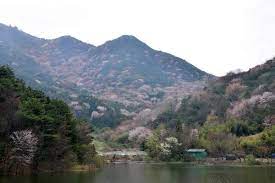 제 1회 금성면 고비산 산벚꽃축제 기본일정과 프로그램 소개