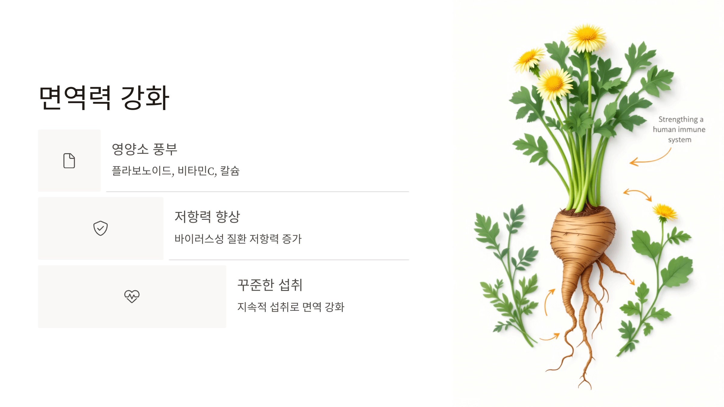 흰민들레 사진입니다.