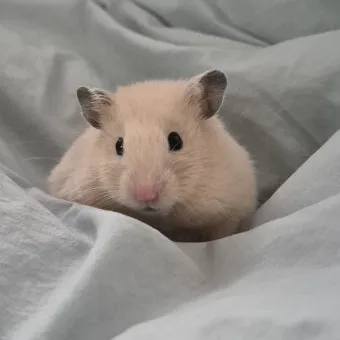 햄스터 한밤중에 집을 탈출하려는 이유 관리_13