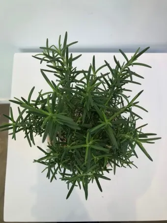 로즈마리 물주기 가지치기 환기관리 햇빛배치 주방 허브로 인기_14