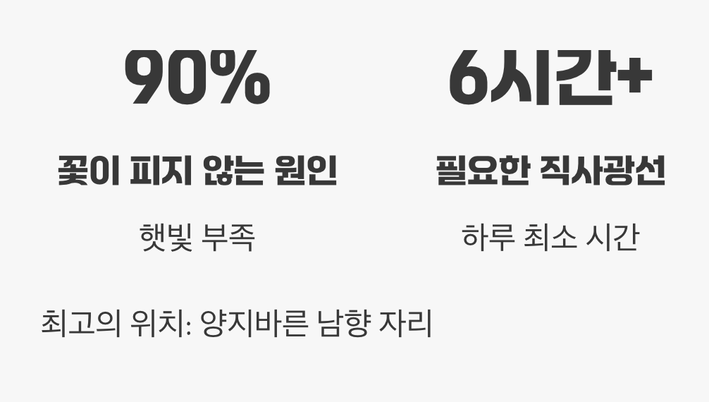 햇빛&amp;#44; 햇빛&amp;#44; 그리고 또 햇빛