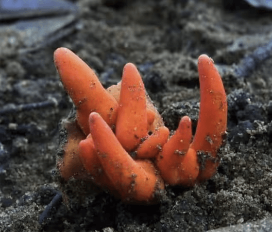 붉은사슴뿔버섯