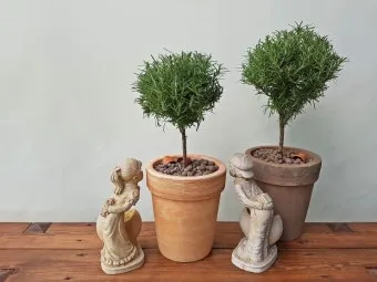 로즈마리 물주기 가지치기 환기관리 햇빛배치 주방 허브로 인기_6