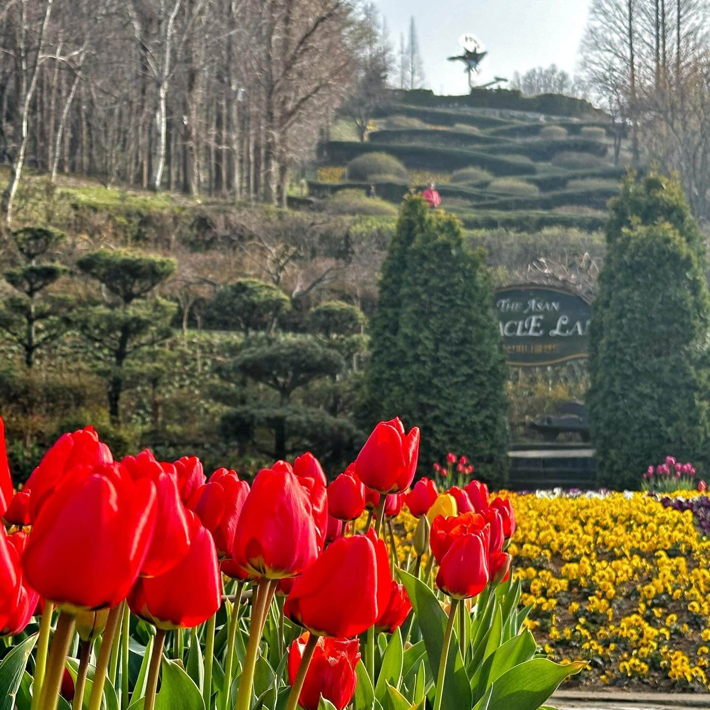 억만송이 봄꽃대향연 튤립 수선화 축제