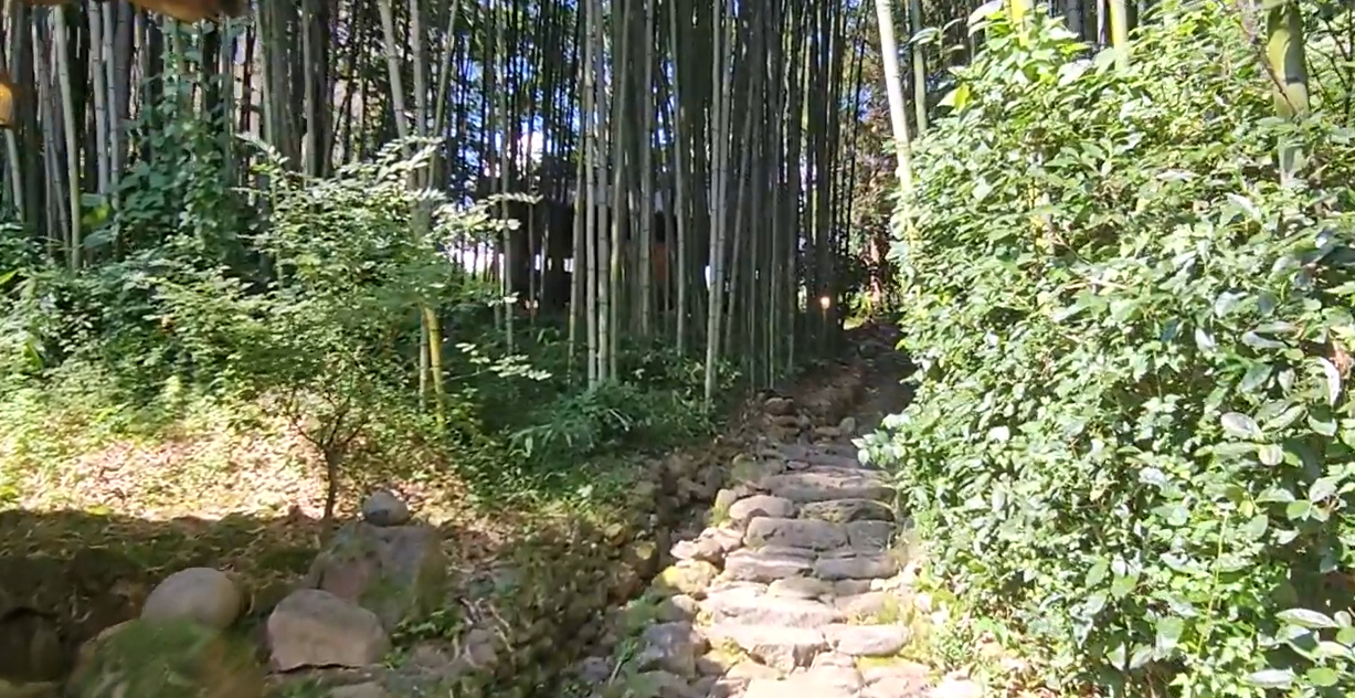 쌍산재 대나무숲