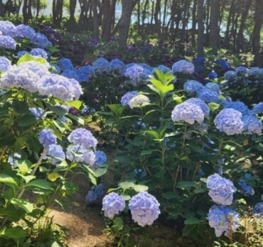 불두화와 수국