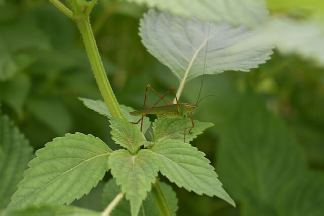 여치-보는-꿈-해몽