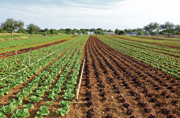 지속 가능한 농업: 수경재배와 자동화된 농업의 발전