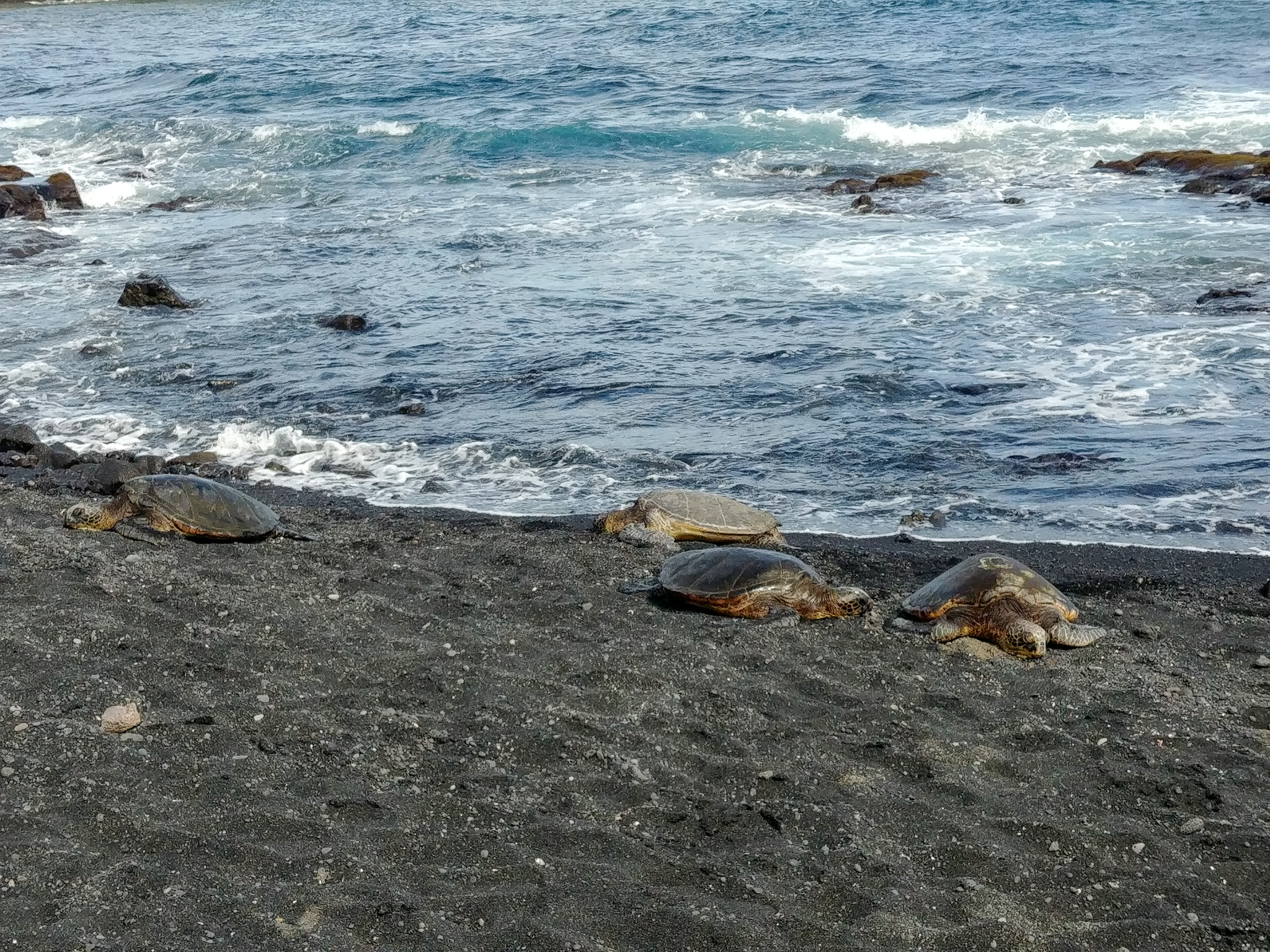 big island south area black sand beach turtle