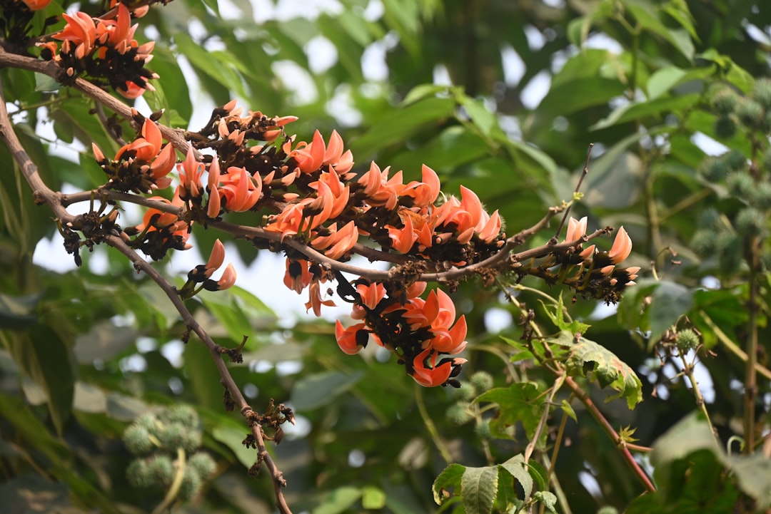 KakaoPay