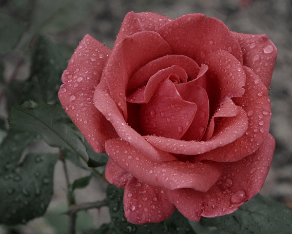 2025 중랑 서울장미축제