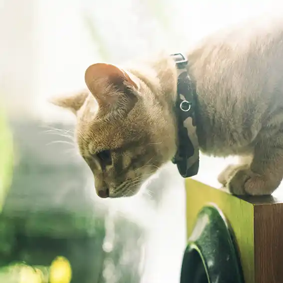 고양이 동물등록