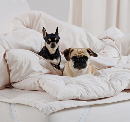 반려동물과 함께 쓰는 침대 관련 사진