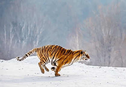 뛰고있는-호랑이