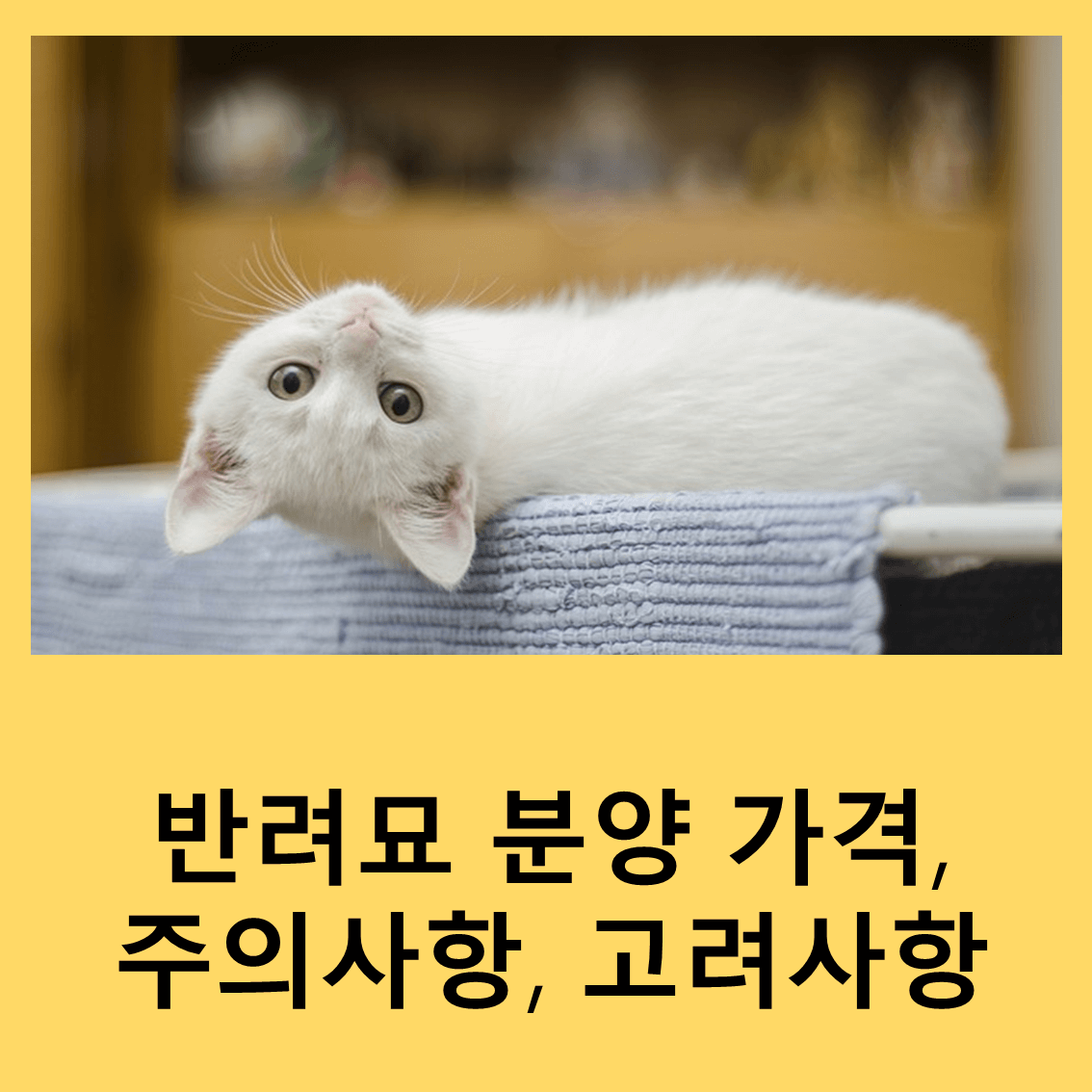 반려묘