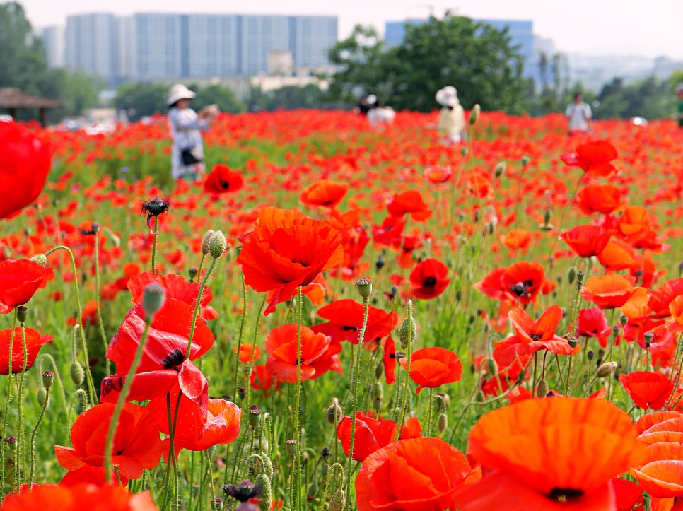 수원 탑동시민농장