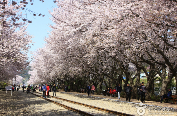 진해군항제 경화역 벚꽃명소