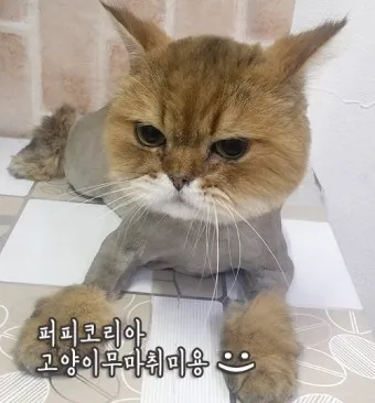 "고양이