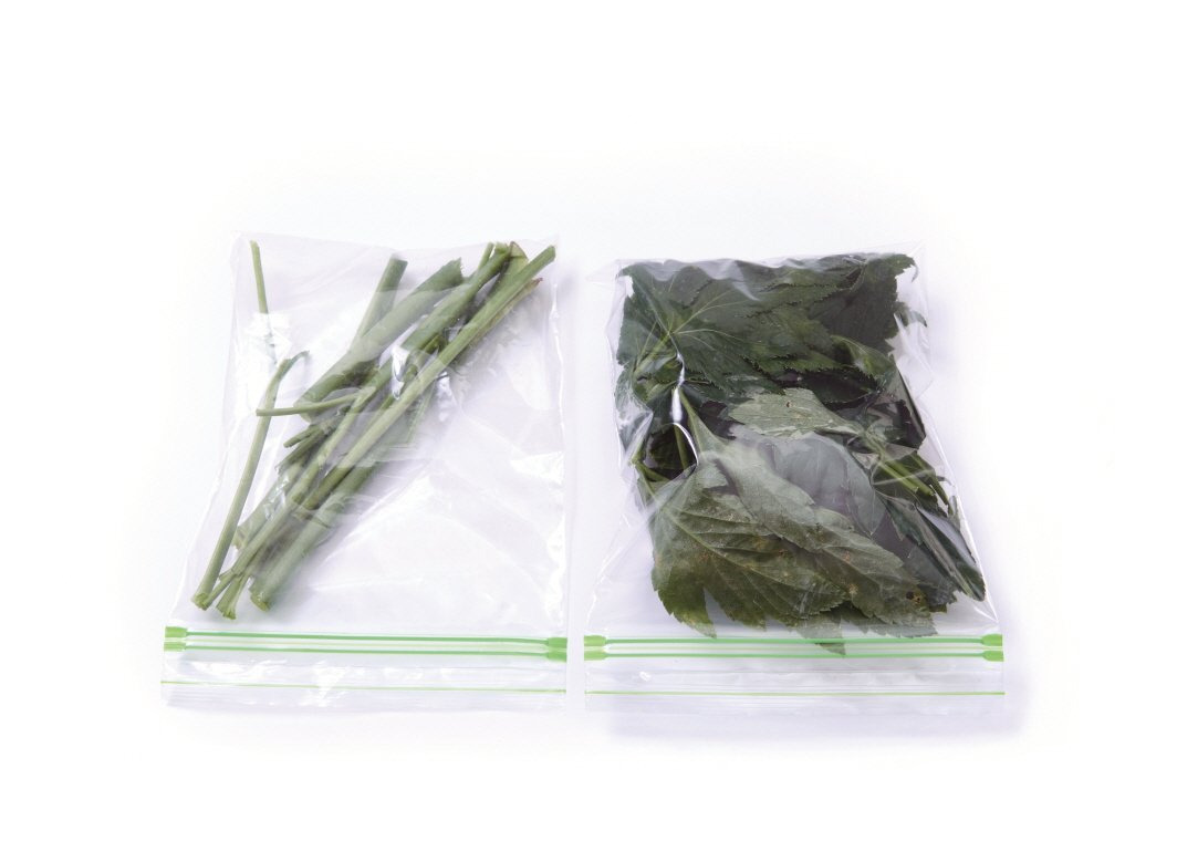 신선초 나물 효능부터 부작용, 안전한 먹는 법까지 한눈에 정리