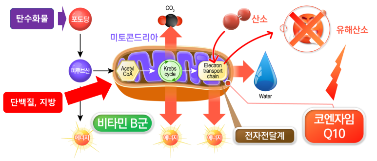 단탄지 세포 에너지원 사용 도식