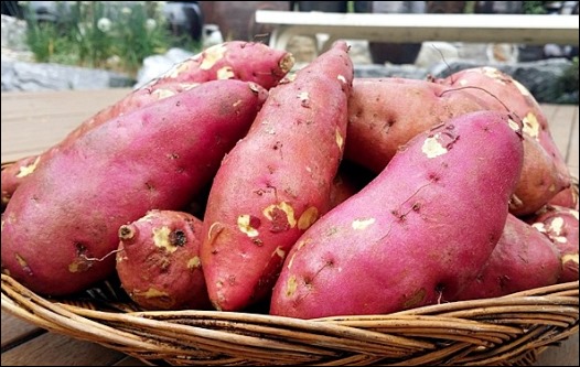 칼륨이 많은 음식 5