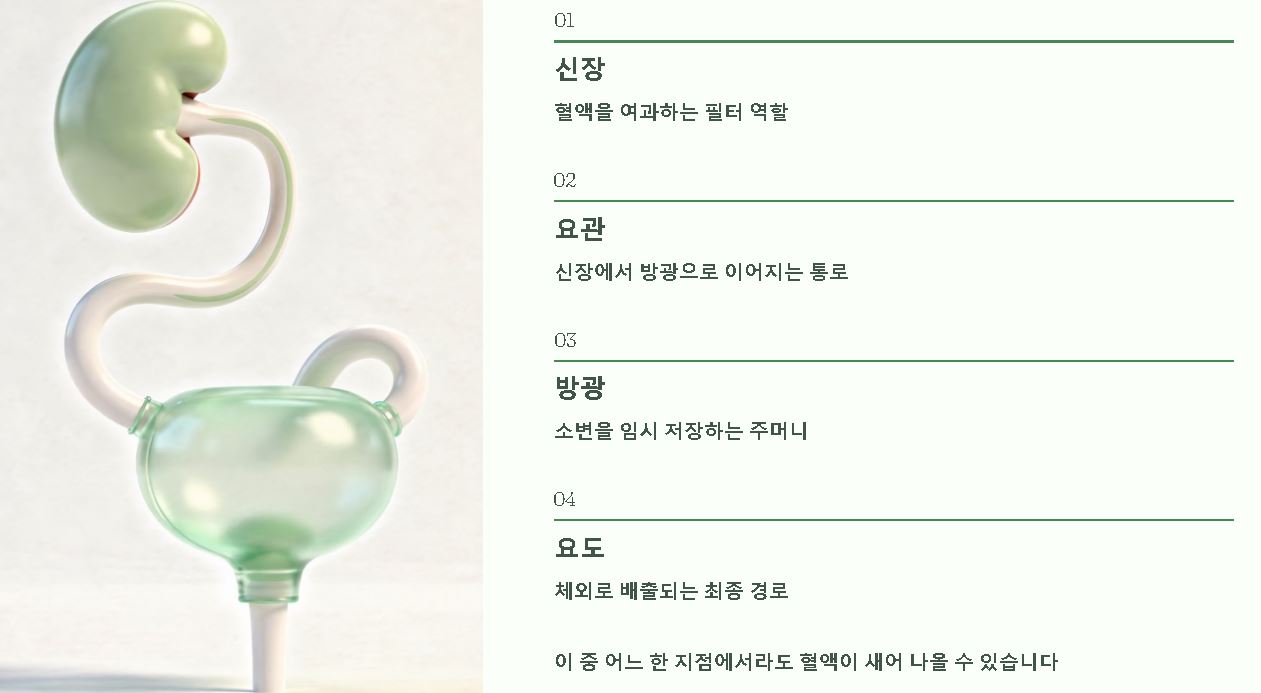 소변에 피가 섞여서 나오는 증상 혈뇨 증상