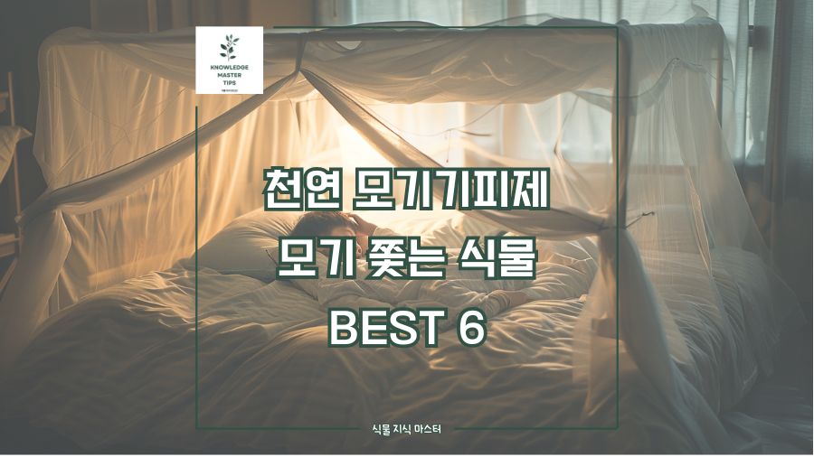 천연 모기기피제, 모기 쫓는 식물 BEST 6