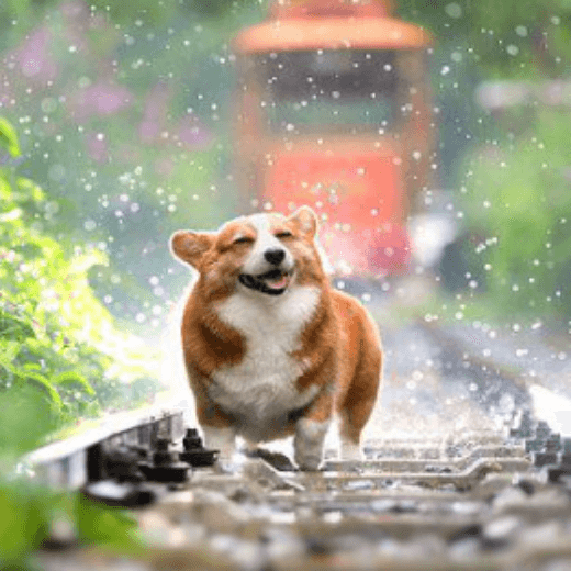 개 꿈 해몽 풀이