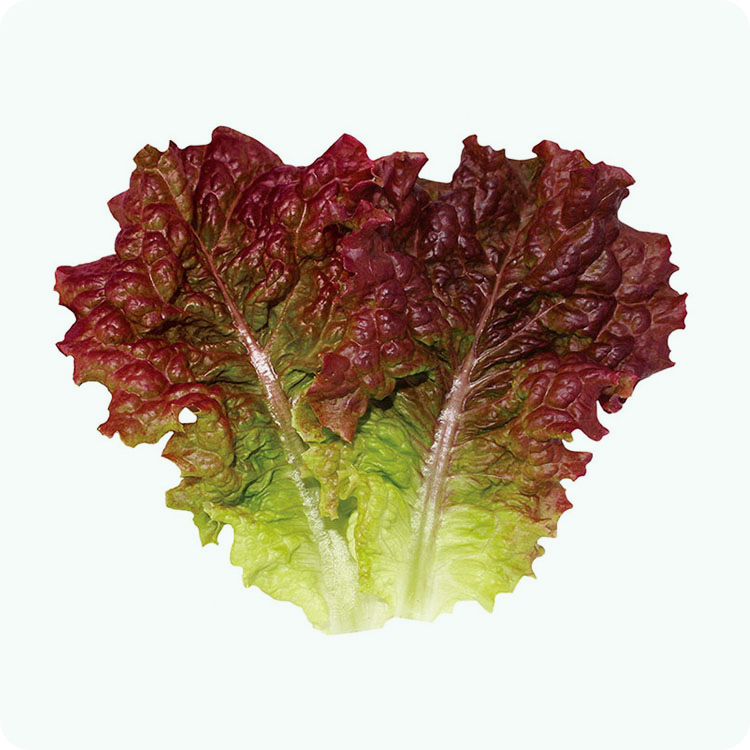 상추 파종시기-재배방법