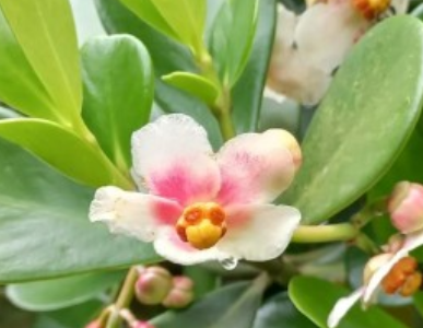 크루시아 꽃 크루시아 로지아 꽃