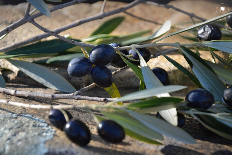 black bean ,olive